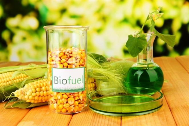 Zvyšky z kukurice áno, repka nie. Ministerstvo vydalo usmernenie pre pokročilé biopalivá 